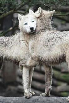 Wolves of the Calla Wolves of the Calla