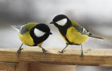 Two Yellow-Birds Two Yellow-Birds