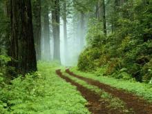 The Pedestrian and Other Poems