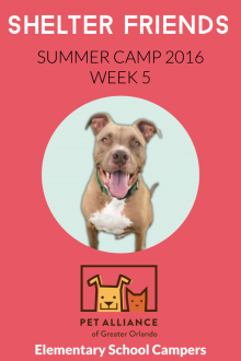 Shelter Friends Summer Camp 2016:  Week 5