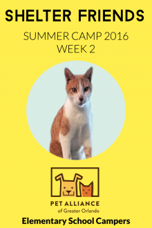 Shelter Friends Summer Camp 2016:  Week 2