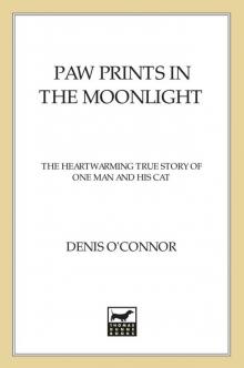 Paw Prints in the Moonlight