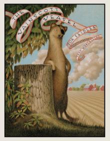 Wainscott Weasel Wainscott Weasel