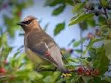Waxwings