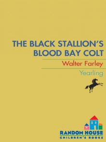 The Black Stallion's Blood Bay Colt
